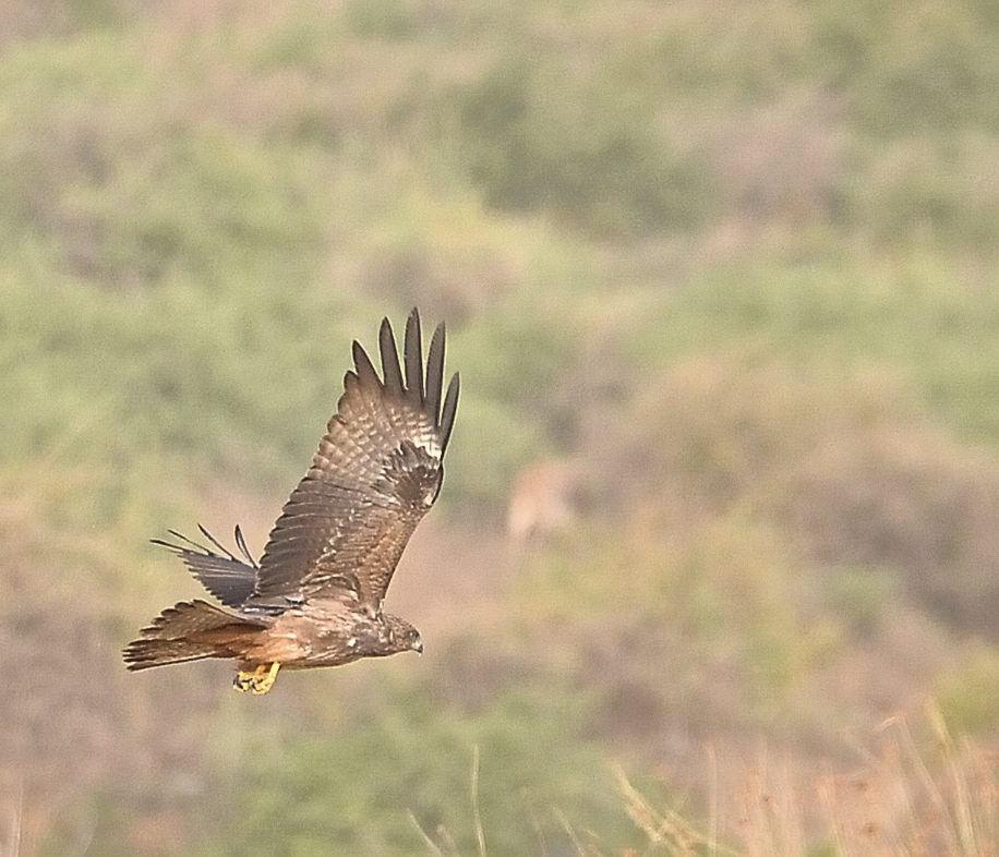 Milan noir adulte (Black kite, Milvus migrans) survolant un ilot de la lagune à la recherche de nourriture.
